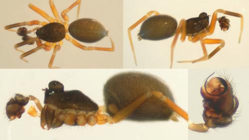 Walckenaeria antica