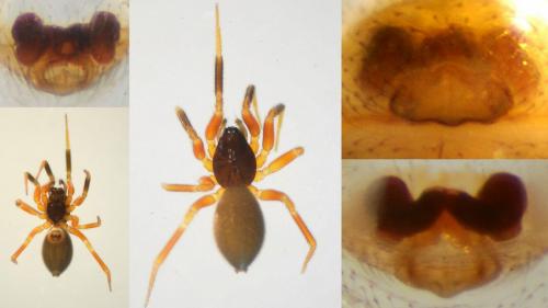 Walckenaeria antica