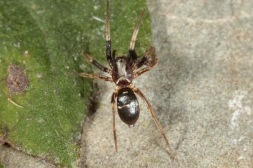 Micaria pulicaria