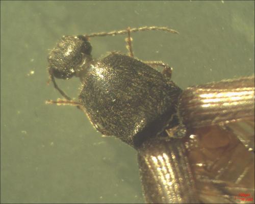 Réf. 132 223 : Athous haemorrhoidalis