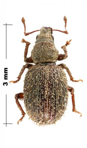 Brachysomus hirtus