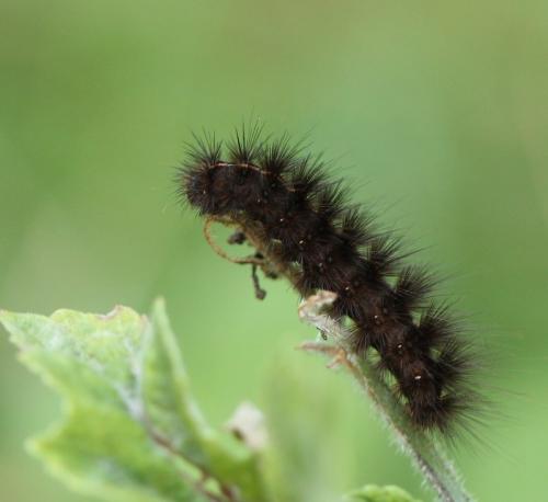 Spilosoma sp.