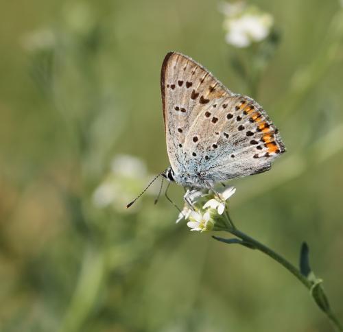 Réf. 132 142 : Lycaena alciphron