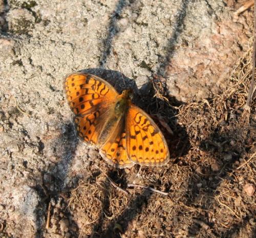 Réf. 132 445 : Argynnis sp.