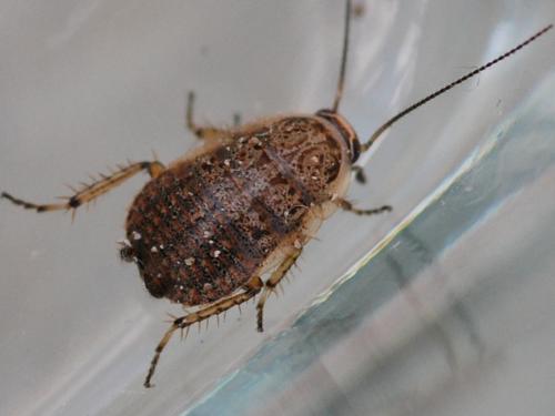Réf. 132 522 : Phyllodromica subaptera