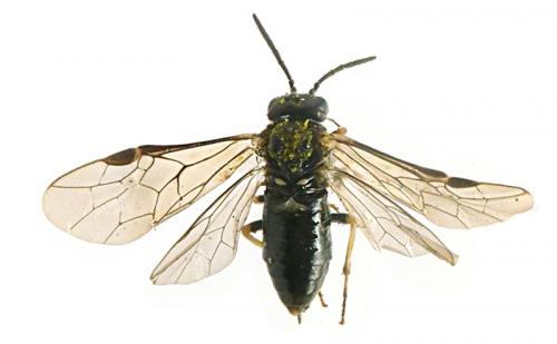 Blennocampinae