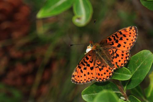 Boloria euphrosyne
