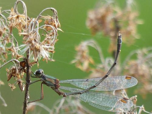 Chalcolestes viridis