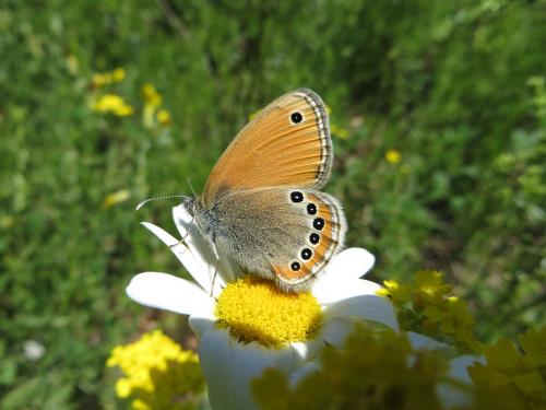 Réf. 132 024 : Coenonympha leander