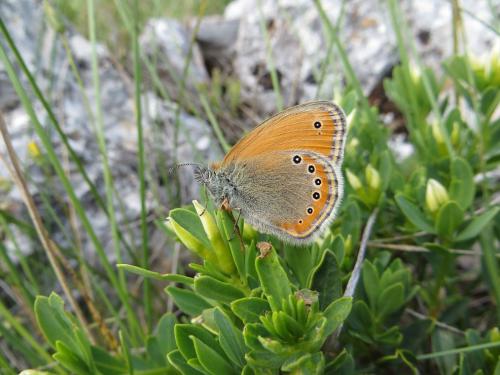 Réf. 132 025 : Coenonympha leander