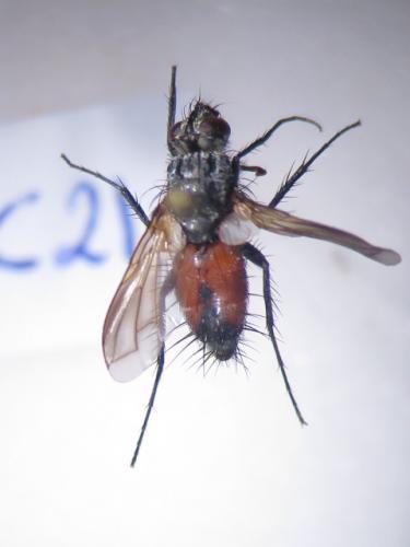 Réf. 132 479 : Eriothrix rufomaculata