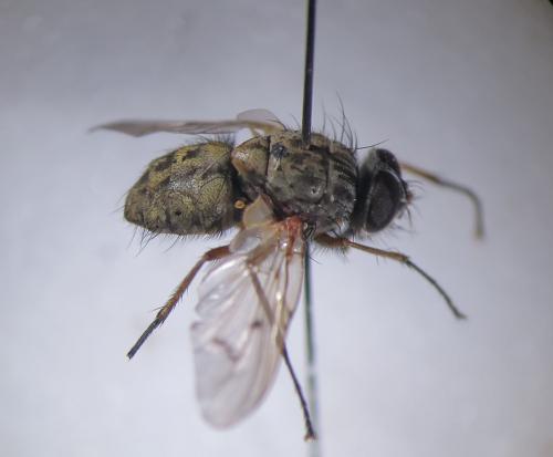 Phaonia tuguriorum