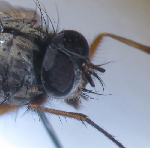 Phaonia tuguriorum