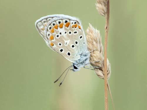 Polyommatus icarus