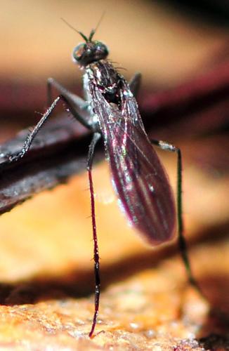 Campsicnemus sp.