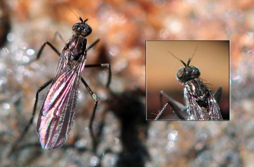 Campsicnemus sp.