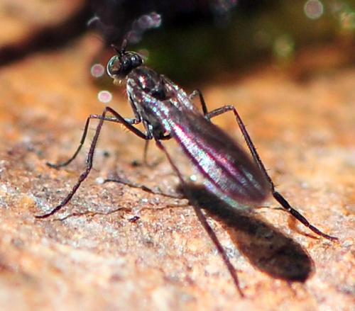 Campsicnemus sp.
