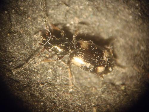 Bembidion quadrimaculatum