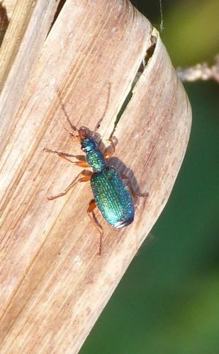 Réf. 132 800 : Drypta dentata