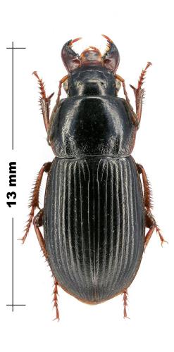 Harpalus metallinus phariseus
