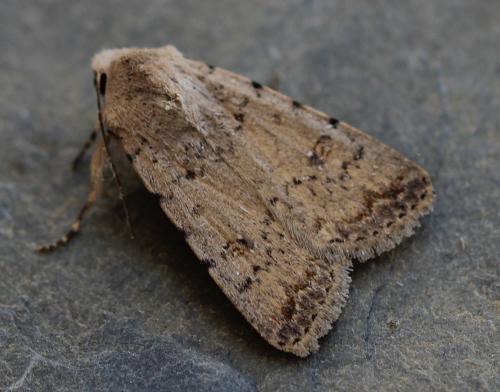 Réf. 132 750 : Caradrina clavipalpis