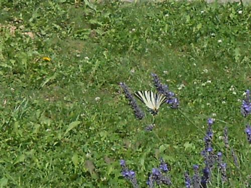 Iphiclides podalirius