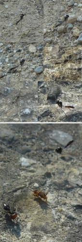 Hybrizontinae