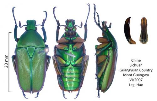 Rhomborhina fuscipes