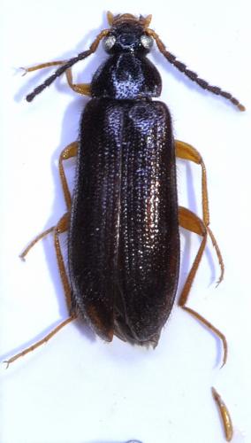 Mycetochara maura