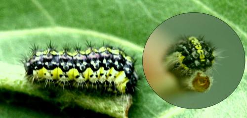 Aglaope infausta
