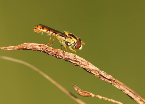 Réf. 132 147 : Sphaerophoria taeniata