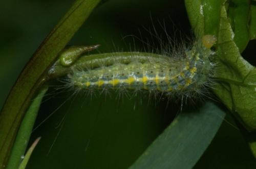 Pterophorus pentadactyla