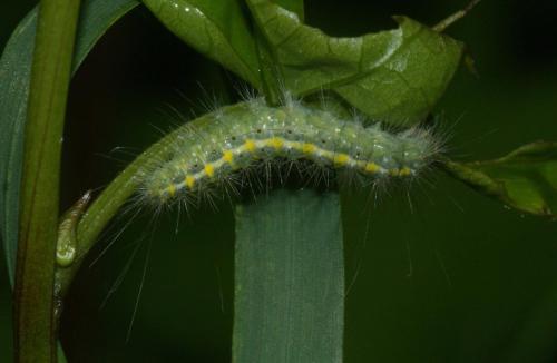 Pterophorus pentadactyla