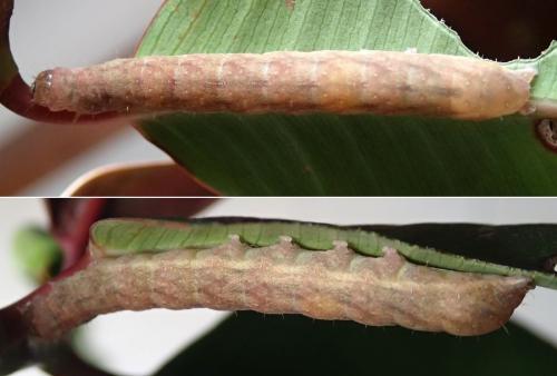Phlogophora meticulosa