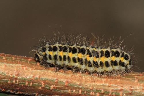 Zygaena sp.