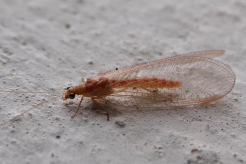 Chrysoperla sp.