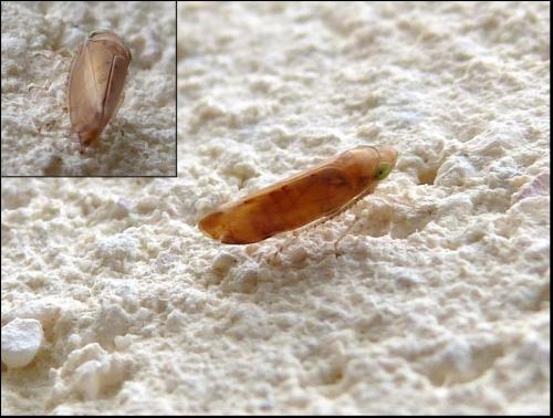 Réf. 132 010 : Synophropsis lauri
