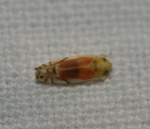 Réf. 132 963 : Eurhadina pulchella