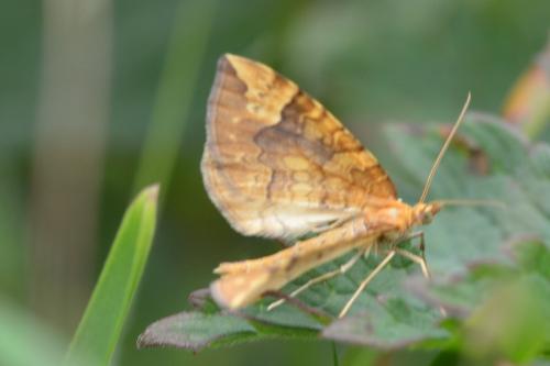 Réf. 132 741 : Eulithis populata