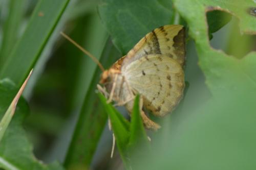 Réf. 132 742 : Eulithis populata
