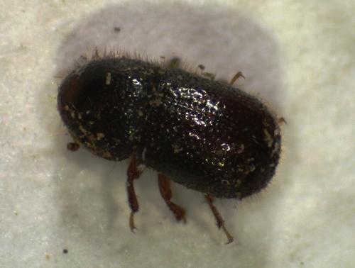 Xylographus bostrichoides