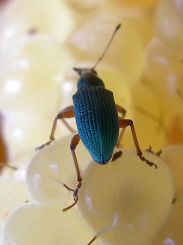 Polydrusus sp.