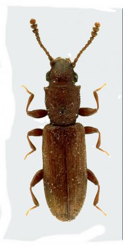Réf. 132 945 : Silvanus sp.
