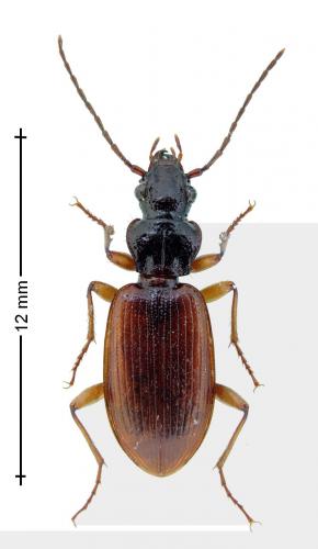 Réf. 132 981 : Penetretus rufipennis