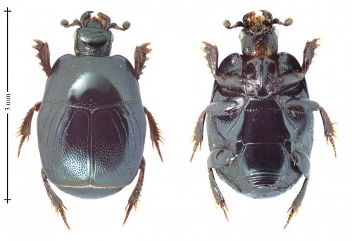 Hypocaccus rugifrons
