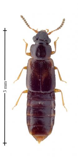 Xylostiba monilicornis