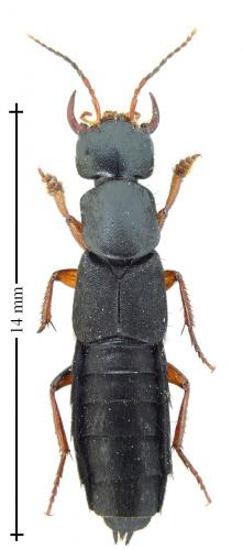 Tasgius morsitans