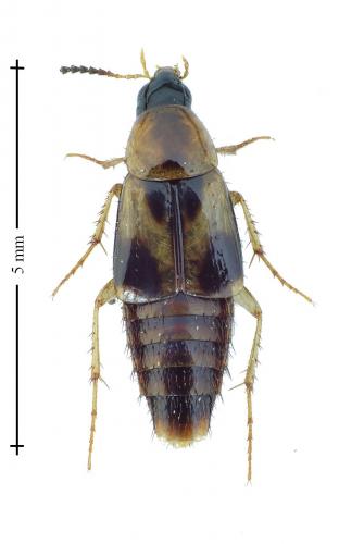 Réf. 132 131 : Lordithon trinotatus
