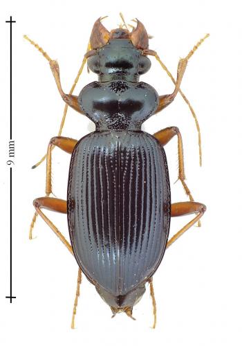 Leistus fulvibarbis