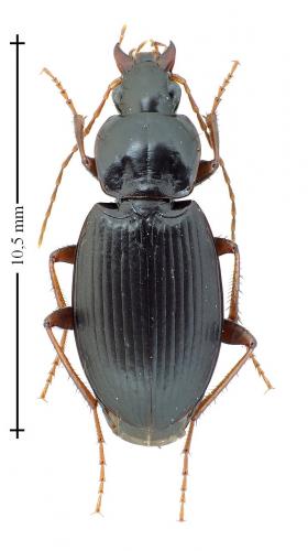 Calathus rotundicollis
